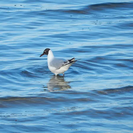 Sonne Am Sund Stralsund